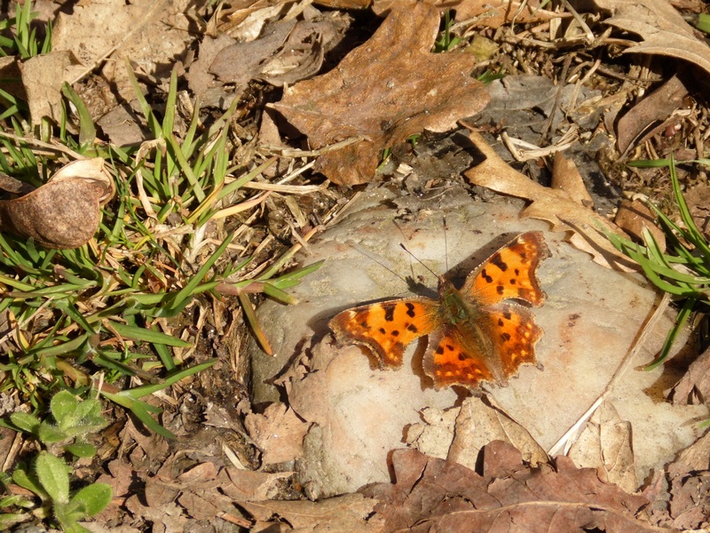 Polygonia c album